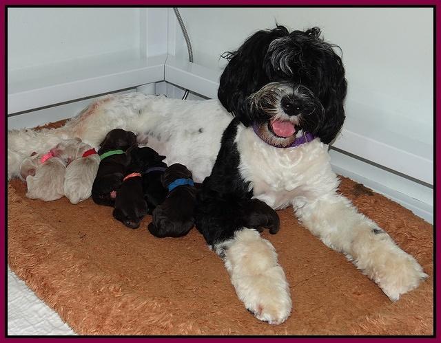 Paris Gus pups 1 day old 057