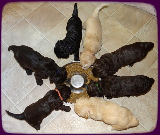 Paris Gus pups 5 wks old 561
