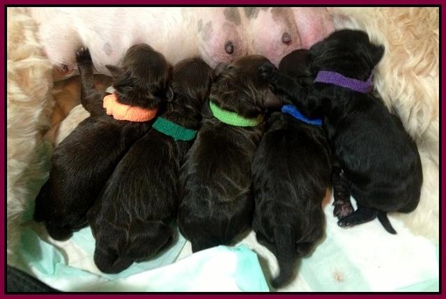 Paris Gus pups newborn 5