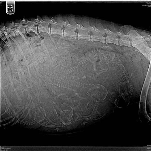 Coco Champion preg xrays 1