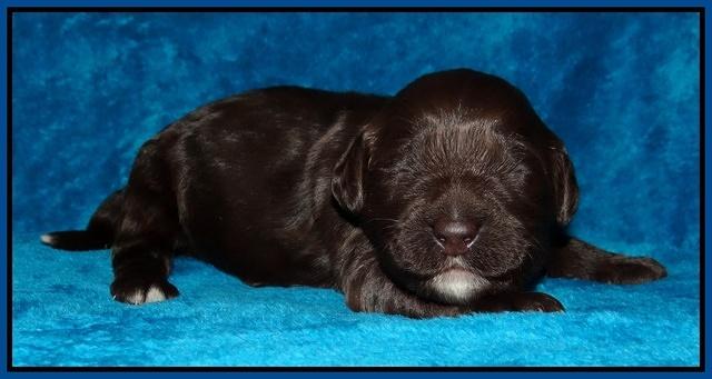 Coco Champ pups 1 wk old 61