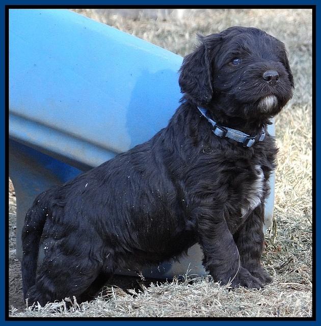 Coco Champ pups 5 wks old 51