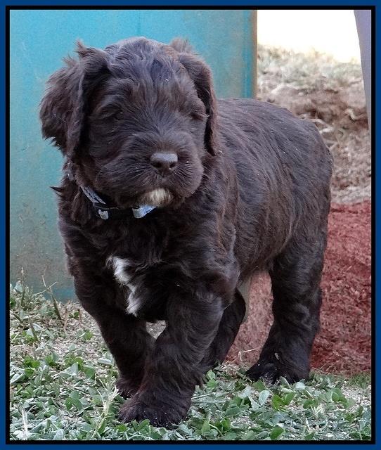 Coco Champ pups 5 wks old 61