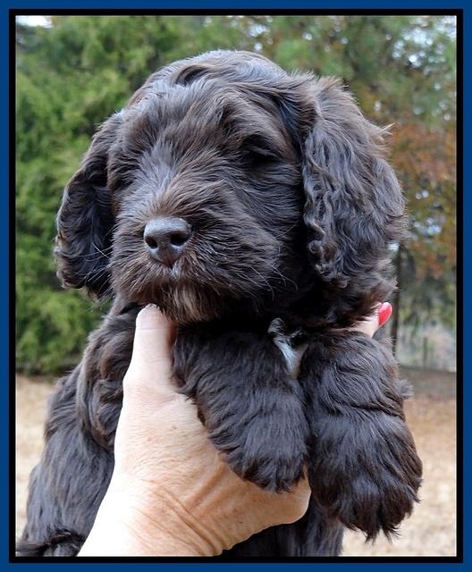 Coco Champ pups 6 wks old 035