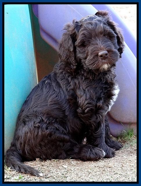 Coco Champ pups 7 wks old 51