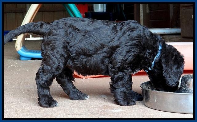 Coco Champ pups 7 wks old 61