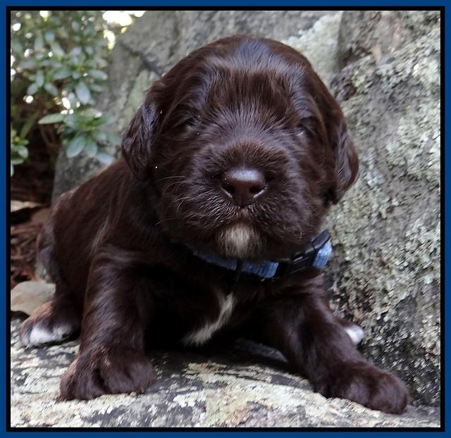 Coco Champion pups 2 wks old 019