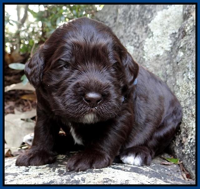 Coco Champion pups 2 wks old 022