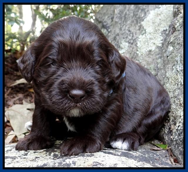 Coco Champion pups 2 wks old 023