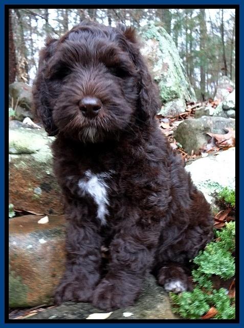 Coco Champion pups 8 wks old 031