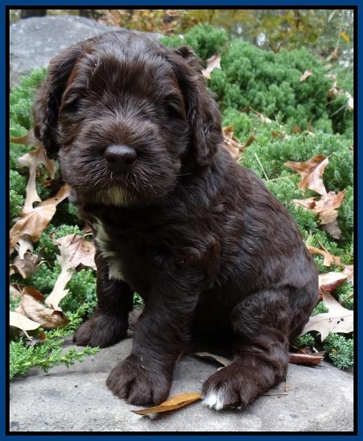 Coco champion pups 4 wks old 015