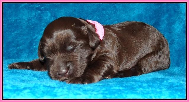 Coco Champ pups 1 wk old 71