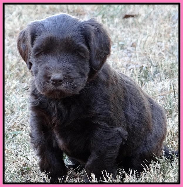 Coco Champ pups 5 wks old 141