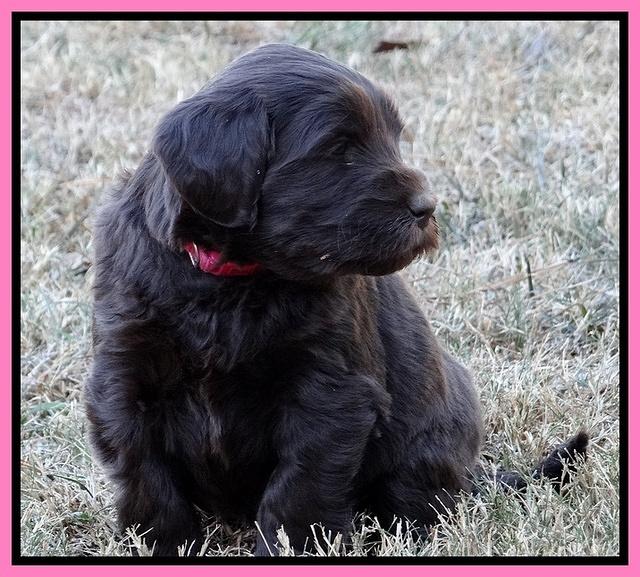 Coco Champ pups 5 wks old 151