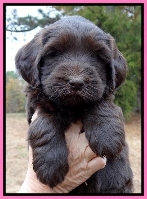 Coco Champ pups 6 wks old 031