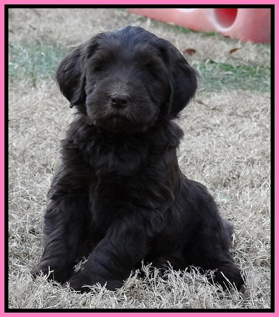 Coco Champ pups 7 wks old 101