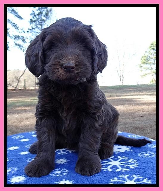 Coco Champ pups 7 wks old 71