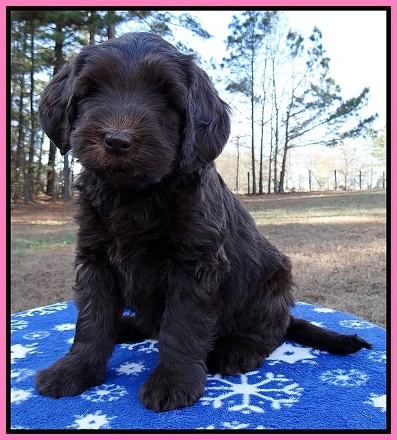 Coco Champ pups 7 wks old 91