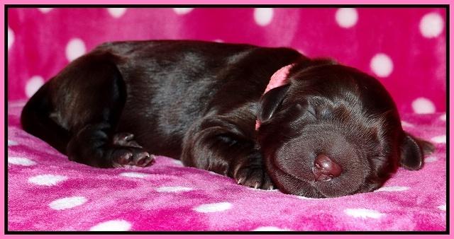 Coco Champ pups newborn 019