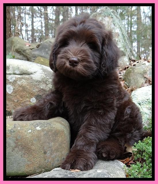 Coco champ pups 8 wks old 11 200