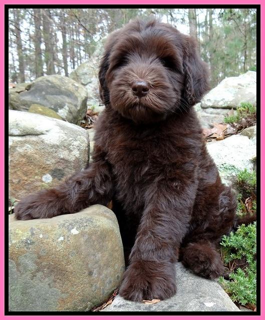 Coco champ pups 8 wks old 13 200