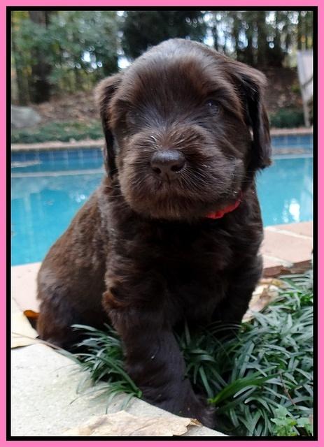 Coco champion pups 4 wks old 008