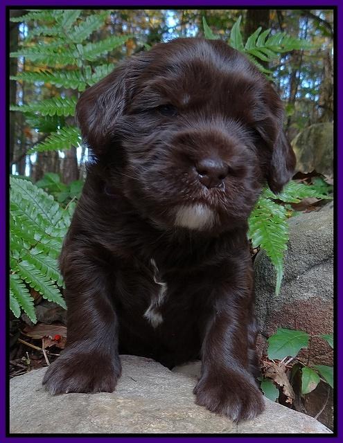 Coco Champ pups 3 wks old 030