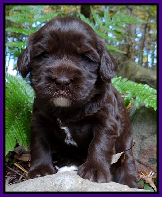 Coco Champ pups 3 wks old 032