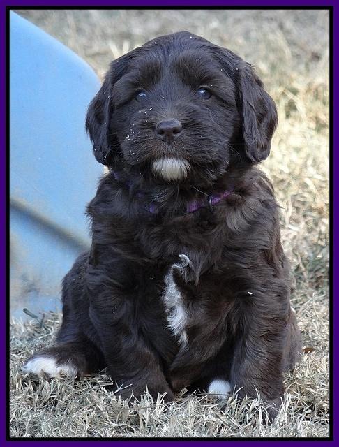 Coco Champ pups 5 wks old 161