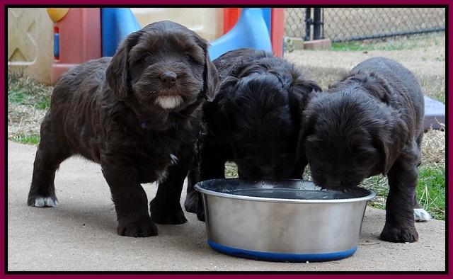 Coco Champ pups 5 wks old 421