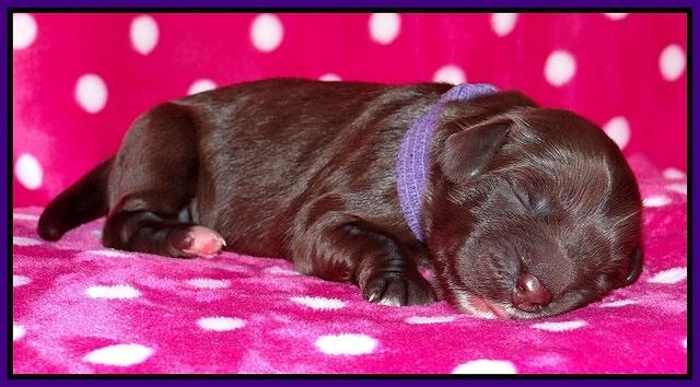 Coco Champ pups newborn 025