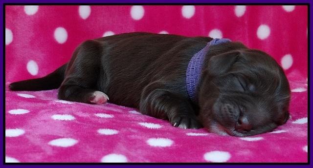 Coco Champ pups newborn 029