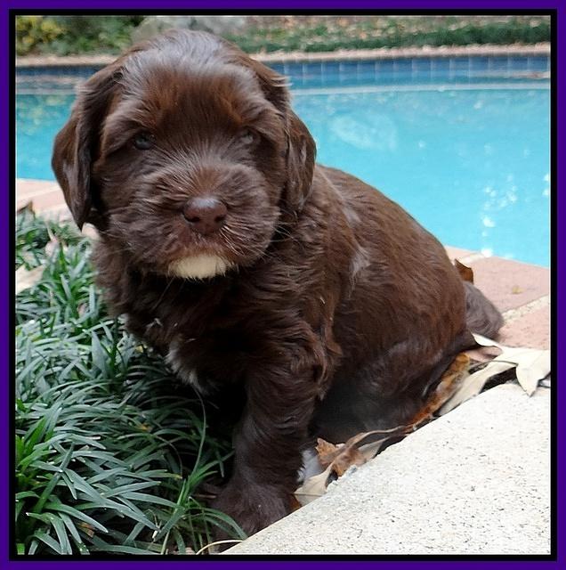 Coco champion pups 4 wks old 032