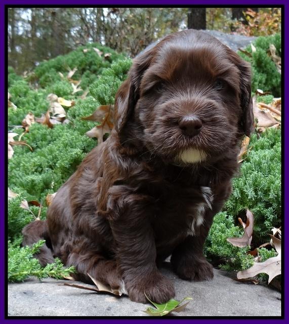 Coco champion pups 4 wks old 033