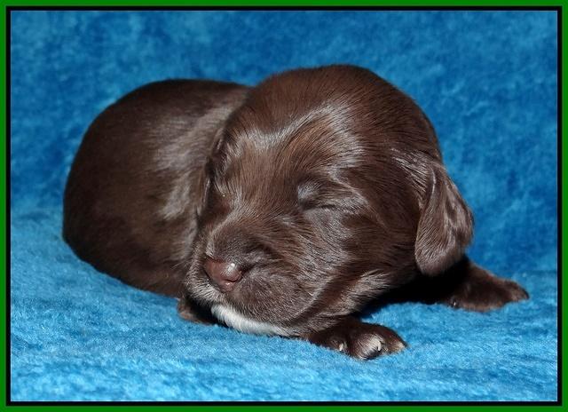 Coco Champ pups 1 wk old 161