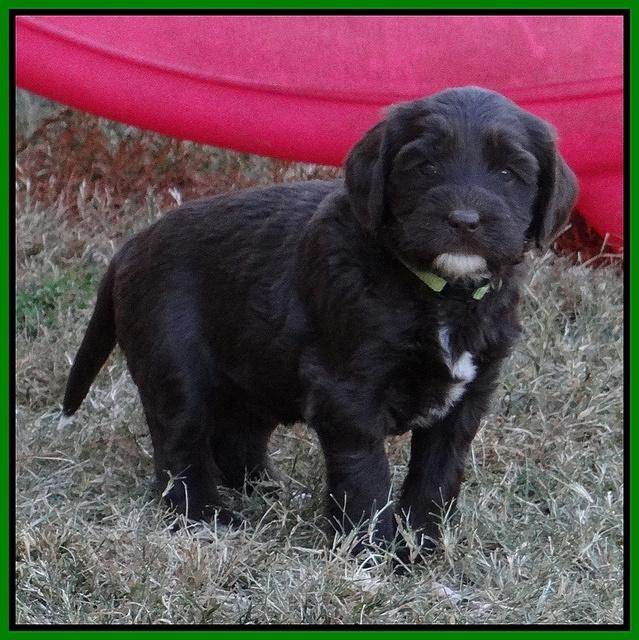 Coco Champ pups 5 wks old 211