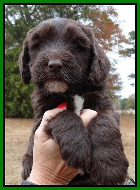 Coco Champ pups 6 wks old 046