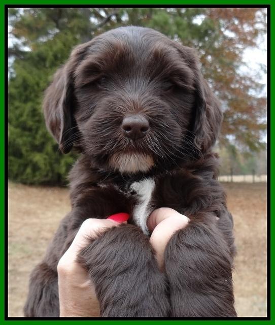 Coco Champ pups 6 wks old 048