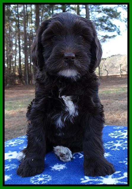 Coco Champ pups 7 wks old 191