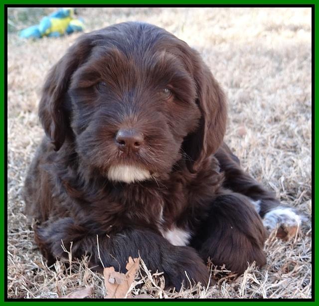 Coco Champ pups 7 wks old 241