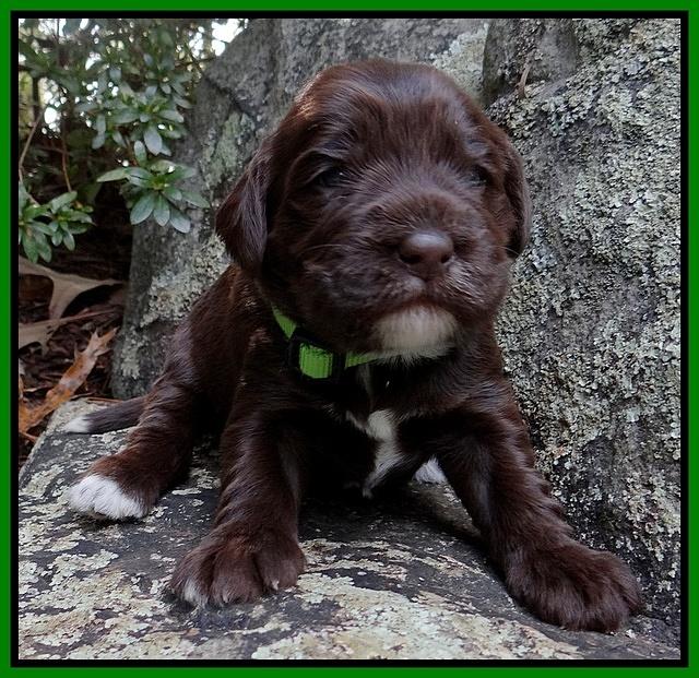 Coco Champion pups 2 wks old 052