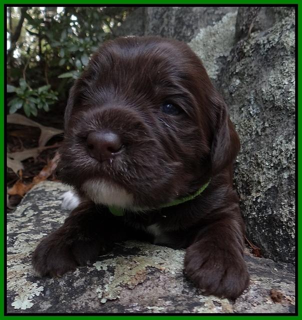 Coco Champion pups 2 wks old 058