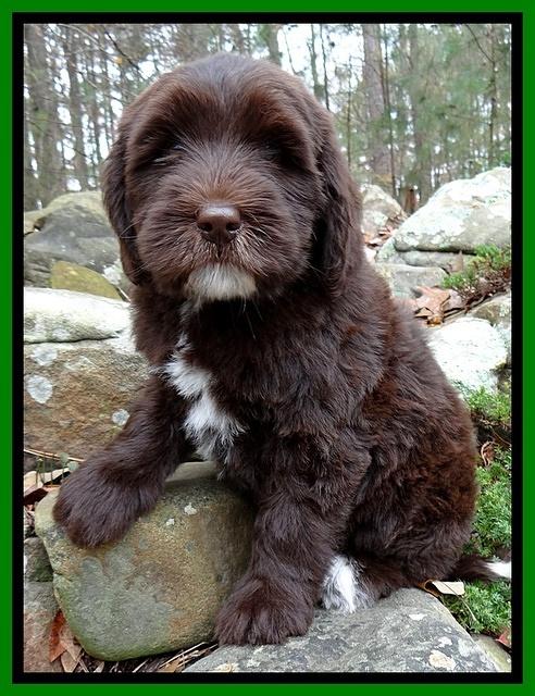 Coco champ pups 8 wks old 17 200