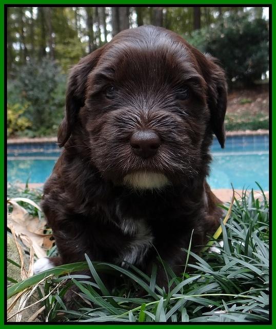 Coco champion pups 4 wks old 079