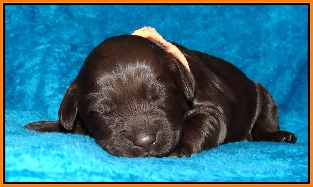 Coco Champ pups 1 wk old 191