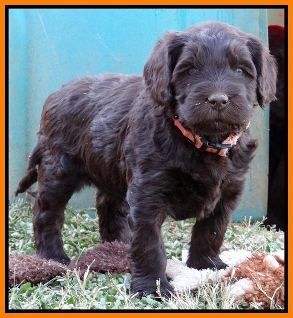 Coco Champ pups 5 wks old 261