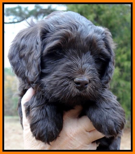 Coco Champ pups 6 wks old 008