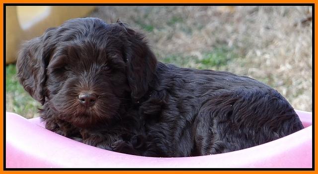 Coco Champ pups 7 wks old 341