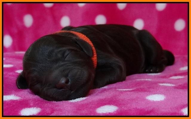Coco Champ pups newborn 045