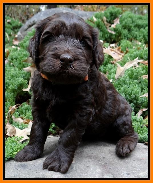 Coco champion pups 4 wks old 067